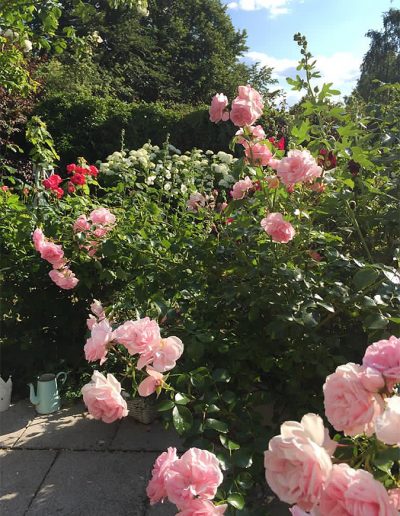 Rosen im Garten des Ferienhauses